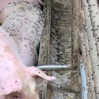 Les études démontrent des contaminations par les mouches à l'intérieur et à l'extérieur des bâtiments d'élevage. © Elanco