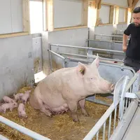 En maternité, les truies sont toujours en liberté, y compris au moment de la mise bas. Elles disposent également d’un accès à une courette extérieure.
