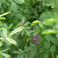 Les essais de digestibilité de la farine de feuilles de luzerne sur les porcs menés par l’Inrae ont montré les limites de ce fourrage. © Chambre d'agr