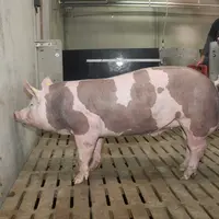 Grâce à ses performances équilibrées sur les critères essentiels pour le marché français, Axiom annonce un gain de 2.70 euros par porc charcutier par