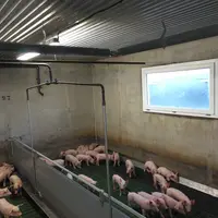 Dans le post-sevrage de la SCEA Soc Élevage, l'eau qui circule dans les tubes à eau chaude de type « Spiralex » est chauffée par le biogaz issu de la