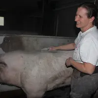 Chaque verrat a son prénom. Ici, Cindy brosse Kojack pour son grand plaisir. © J.guichon