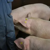 Avec une bonne relation homme-animal, les animaux sont en confiance et s'approchent facilement. © Chambres d'agriculture de ...