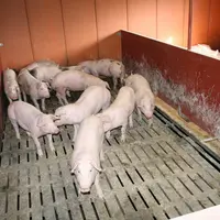 Des incidents en lien avec des effondrements de caillebotis et la chute d’animaux dans les préfosses sont régulièrement recensés sur le terrain. © D.
