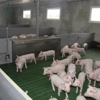 Le bâtiment de post-sevrage compte quatre salles de 320 porcelets. Il est équipé d’une ventilation centralisée avec entrée d’air via un plafond diffus