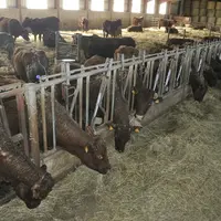 La stabulation des allaitantes va être réaménagée avec des logettes et un robot de traite pour accueillir les vaches laitières. Les salers restantes i