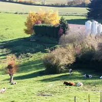 En associant les bovins et les porcins, les risques de pollution du milieu sont réduits, grâce à une meilleure gestion de la fertilisation. © Gaec des