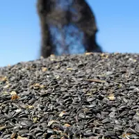 La part du tourteaux de tournesol passe de 5% dans l'aliment nourrain à 7,2% dans l'aliment de finition.  © JEAN NANTEUIL