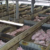 En Allemagne, la cotation de référence établie par les producteurs du nord-ouest du pays n'est pas appliquée de manière uniforme par les abatteurs.