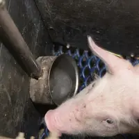 Les données partagées au sein du réseau GEEP par plus de 500 éleveurs révèlent de grandes variations entre élevages sur les consommations d’eau. © D.