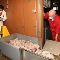 Après vaccination, la caisse est reposée au sol. Les porcelets retournent dans leur case. © A. Puybasset
