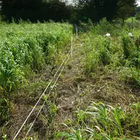 Des bandes broyées ont été aménagées en bordure de parcelle pour faciliter le déplacement des porcs.