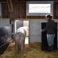 Le temps de travail hebdomadaire tous élevages avec truies confondus, est proche d’une UTH pour 56 truies présentes. © Chambres d'agriculture de ...