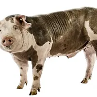 Un verrat piétrain Genesus pour le marché français
