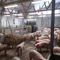 Les porcs ont un accès à la paille via trois râteliers suspendus.