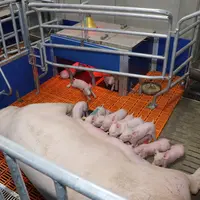Les ministres de l’UE prudents sur l’interdiction des cages dans les élevages