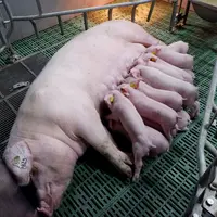 Spécial Space : Les nouveautés en génétique porcine