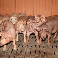 Les porcs charcutiers produits chez Noëlle et Denis Charles sont issus d'un croisement original entre des truies Duroc Axiom et des verrats piétrain N