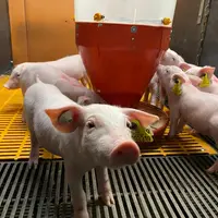 Pour réussir le sevrage des porcelets à 14 jours, un soin particulier a été apporté au programme alimentaire des porcelets.
