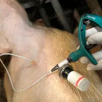 La vaccination contre la leptospirose est associée à celle contre le rouget et la parvovirose dans le même flacon.
