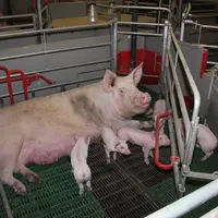 Une des spécificités de la leptospirose est d’avoir une fertilité et une prolificité en dents de scie.