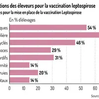 Des motivations très variées à vacciner les truies contre la leptospirose