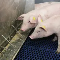 Avec une conduite alimentaire sécurisée le sevrage 21 jours n’augmente pas la prévalence des diarrhées.