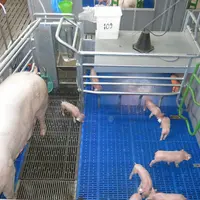 La surface de la case liberté est de 6,5 m² avec une niche à porcelets de 1 m² et une zone dédiée à la circulation de la truie de 4,4 m². Pour des rai