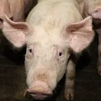 Identifier des porcs par reconnaissance faciale