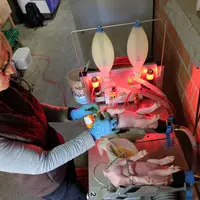 Un tiers des éleveurs interrogés ont rapporté des maux de tête consécutifs aux opérations de castration des porcelets sous anesthésie générale.