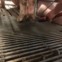 Comment gérer la douleur en élevage de porc