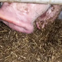 La distribution d’ensilage de luzerne dégrade l’indice de consommation.