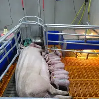 Des truies calmes permettent d’allier confort de travail et performances.