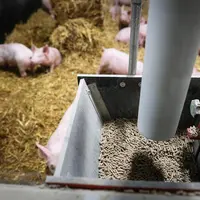 L'aliment finition des porcs charcutiers Capelin contient 5% de farine de châtaigne