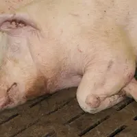 Les boiteries de truies gestantes impactent la qualité des porcelets