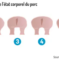 Anticiper les escarres des truies pour mieux les traiter