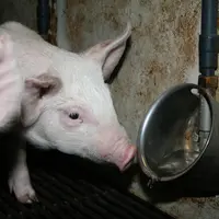 Tous les porcs âgés de plus de deux semaines doivent avoir un accès permanent à l’eau fraîche en quantité suffisante.
