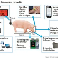 Un élevage connecté à station expérimentale porcine de Crécom