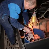 Les petits porcelets naissent avec peu de réserves énergétiques et sont très sensibles au froid.