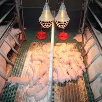 Un bon réchauffement des porcelets favorise la prise colostrale durant les premières heures de vie.