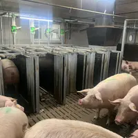 Les truies gestantes sont logées en groupes statiques, avec des stalles Selfifeeder pour un accès à une alimentation individualisée.