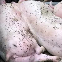 Les actions préventives doivent débuter dès le mois de février pour empêcher leur prolifération.