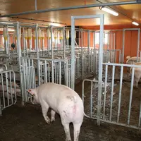 Ne pas sous-estimer les boiteries chez la truie