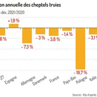 Forte baisse des effectifs porcins dans l’UE