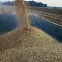 L’idée est de produire en France et d’importer quand c’est nécessaire une alimentation animale 100 % durable, non contributive à la déforestation et a