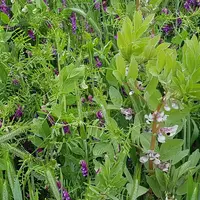 Le méteil (mélange de céréales, de protéagineux et de légumineuse) est généralement récolté en ensilage.