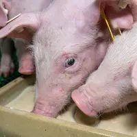 La distribution de lait sur des petits porcelets au sevrage favorise une meilleure consommation de matière sèche au cours du post-sevrage.