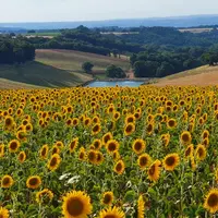 L'introduction de matières premières non consommable par l'homme dans l'aliment des porcs (tourteau de tournesol, par exemple) permet de limiter la co