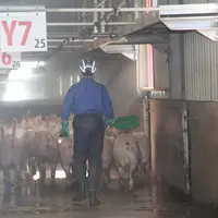 Le volet « modernisation des abattoirs » du plan de relance finance des travaux permettant l'amélioration du bien être animal et des conditions de tra