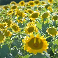 L'essentiel du tourteau de tournesol hipro consommé en France provient d'Ukraine.